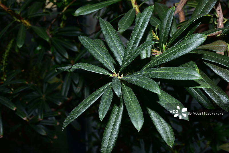 珍稀园林景观植物-Pieris japonica 马醉木图片素材
