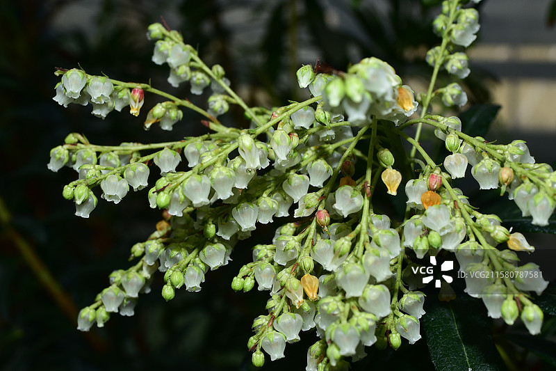 珍稀园林景观植物-Pieris japonica 马醉木图片素材