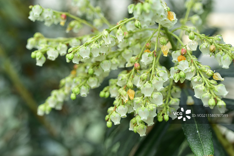 珍稀园林景观植物-Pieris japonica 马醉木图片素材