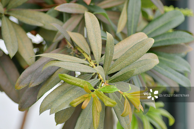珍稀园林景观植物-Pieris japonica 马醉木图片素材