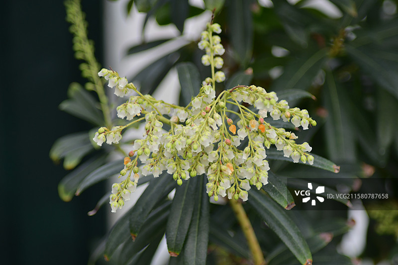 珍稀园林景观植物-Pieris japonica 马醉木图片素材