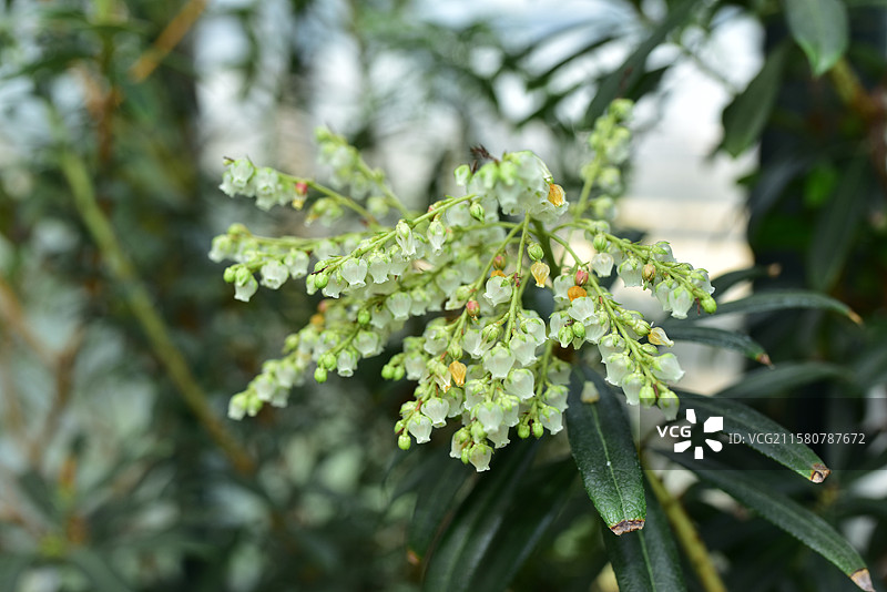 珍稀园林景观植物-Pieris japonica 马醉木图片素材