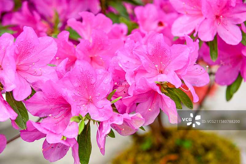 映山红杜鹃花唯美山花花朵图片素材
