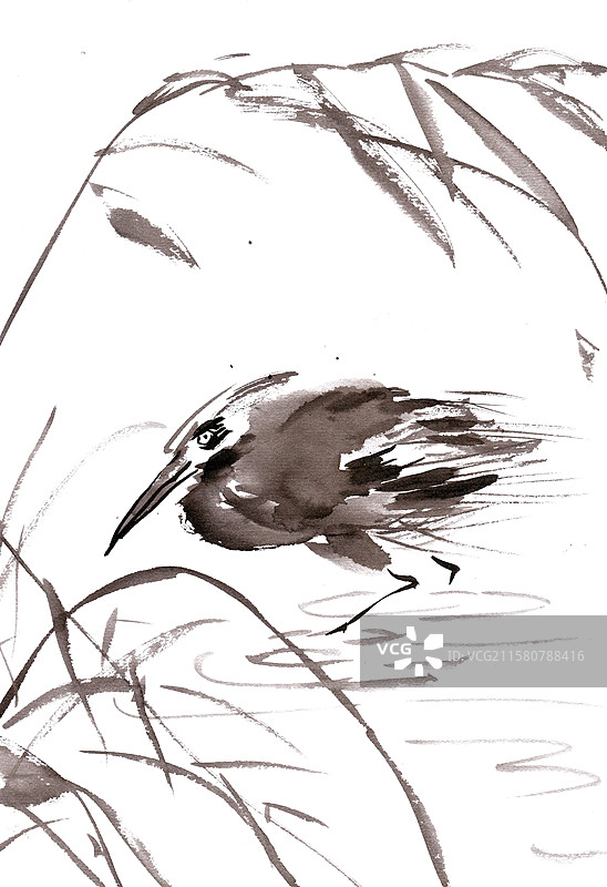 觅食的水鸟图片素材