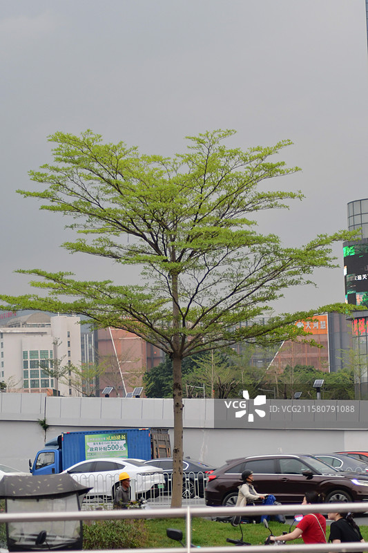珍稀园林景观绿化植物-小叶榄仁图片素材