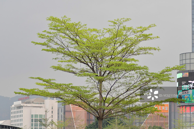 珍稀园林景观绿化植物-小叶榄仁图片素材
