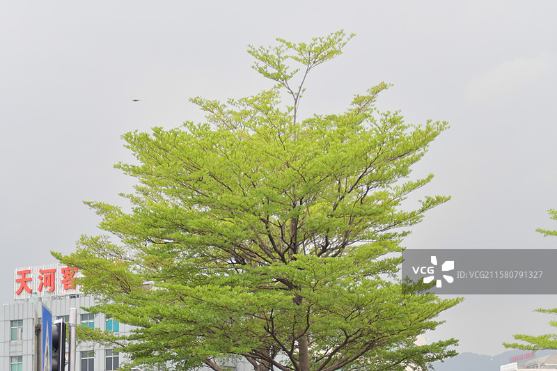 珍稀园林景观绿化植物-小叶榄仁图片素材