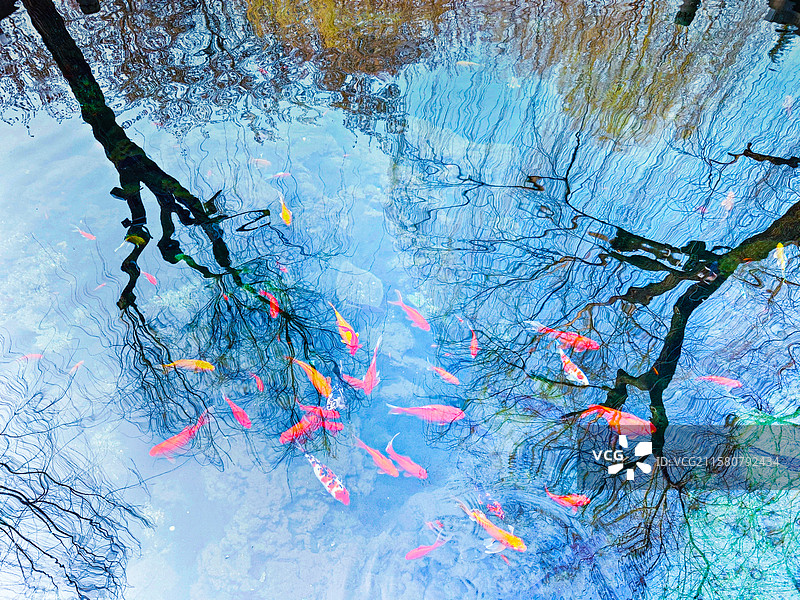 鱼在画中游图片素材