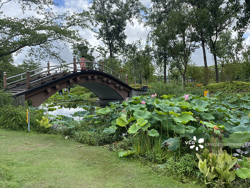 上海世纪公园的美丽荷塘荷花与天鹅图片素材