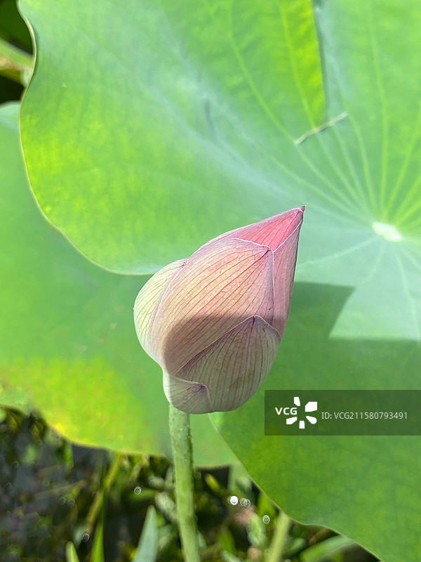 上海世纪公园的美丽荷塘荷花与天鹅图片素材