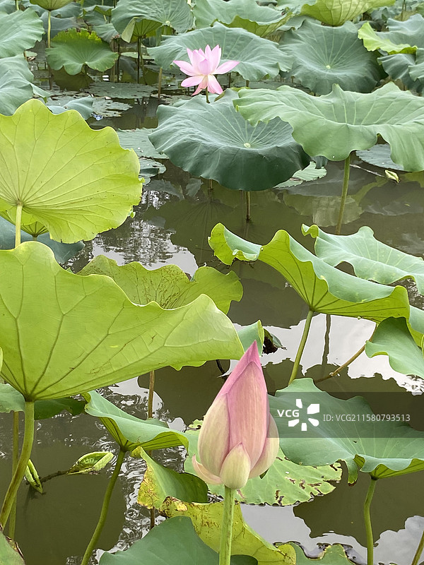 上海世纪公园的美丽荷塘荷花与天鹅图片素材