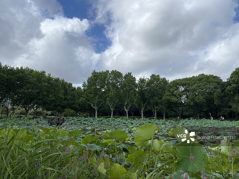 上海世纪公园的美丽荷塘荷花与天鹅图片素材