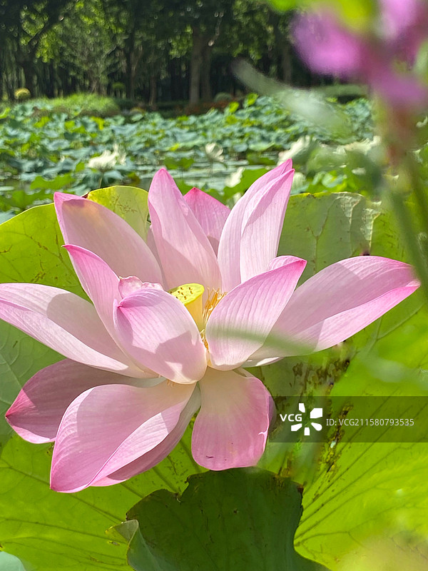 上海世纪公园的美丽荷塘荷花与天鹅图片素材