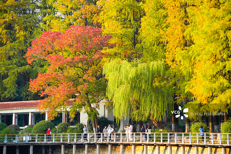 秋日湖畔的诗意漫步图片素材