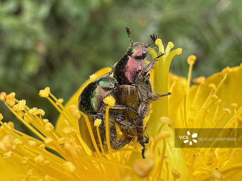 红绿宝石金龟图片素材