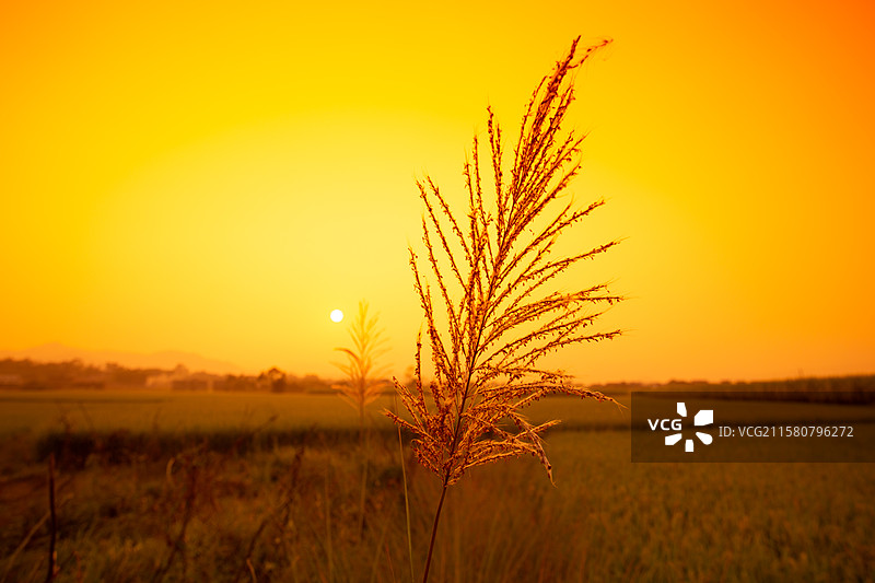 夕阳下的芦苇图片素材