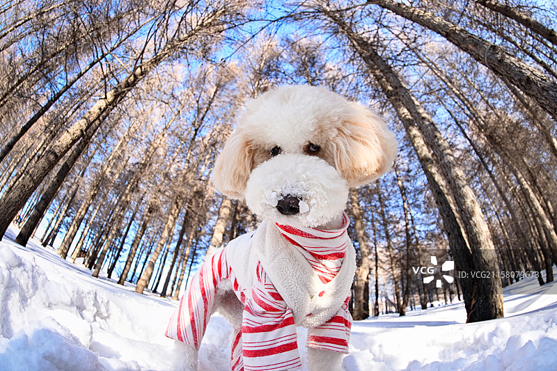 雪地里的巨型贵宾犬图片素材