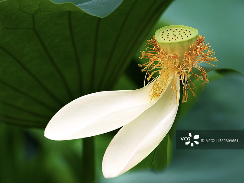 荷花 白莲 莲蓬图片素材