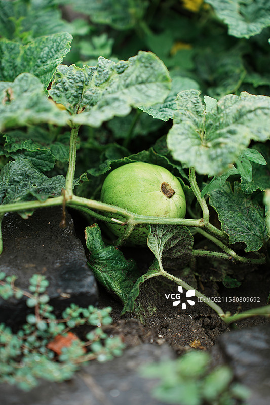 下雨天的菜园特写图片素材