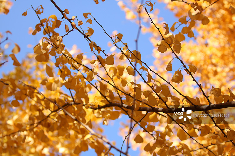 北京香山红叶和银杏叶图片素材