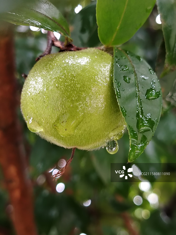 梅雨时节沾着雨水的绿色山茶果图片素材