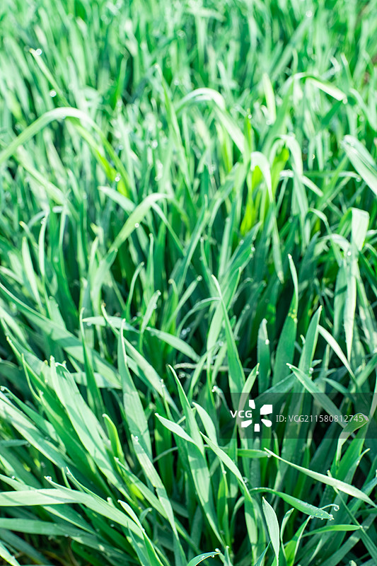 中国野生植物和野外植物拍摄主题，春天田地里生长出一片绿色麦苗 麦田 全景图，户外无人图像摄影图片素材