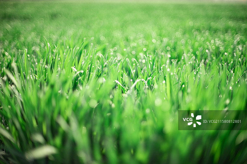 中国野生植物和野外植物拍摄主题，春天田地里生长出一片绿色麦苗 麦田 全景图，户外无人图像摄影图片素材