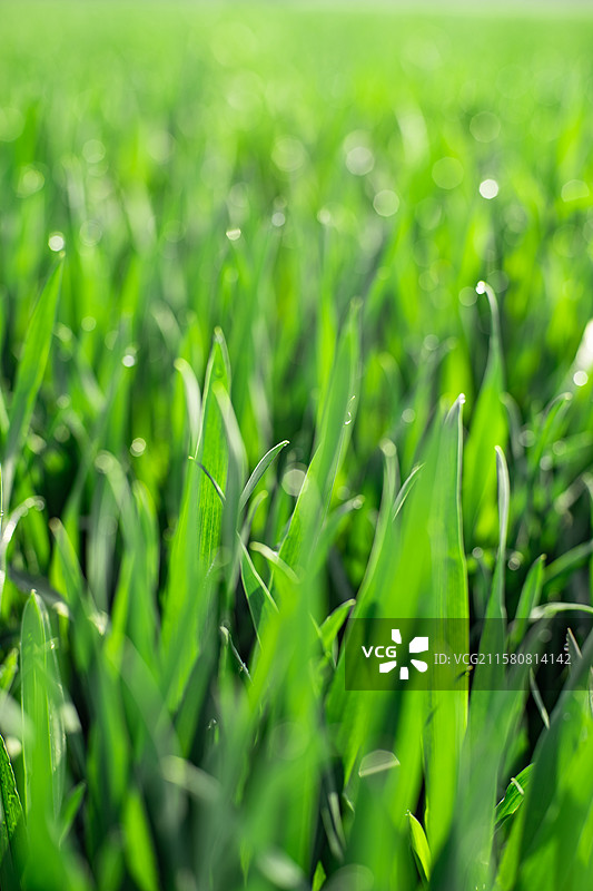 中国野生植物和野外植物拍摄主题，春天田地里生长出一片绿色麦苗 麦田 全景图，户外无人图像摄影图片素材