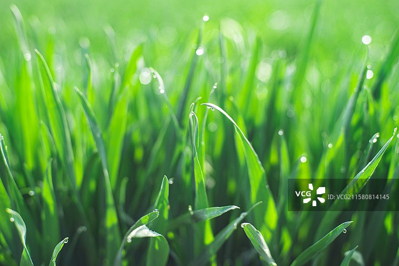 中国野生植物和野外植物拍摄主题，春天田地里生长出一片绿色麦苗 麦田 全景图，户外无人图像摄影图片素材