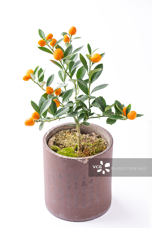 棚拍白底静物一盆小金豆盆栽图片素材