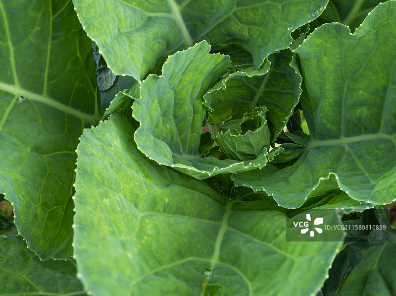 青花菜   蔬菜  甘蓝   绿色蔬菜图片素材