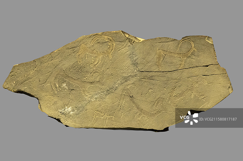 内蒙古包头市博物馆“古代岩画陈列”展：北山羊群（春秋，汉；巴彦淖尔市乌拉特中旗采集）图片素材