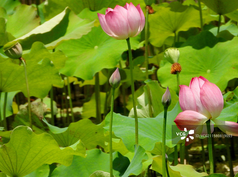 江西省抚州市金溪县夏日荷花莲花白莲竞相绽放，粉红色，白色，与村庄、建筑、水塘相映。图片素材