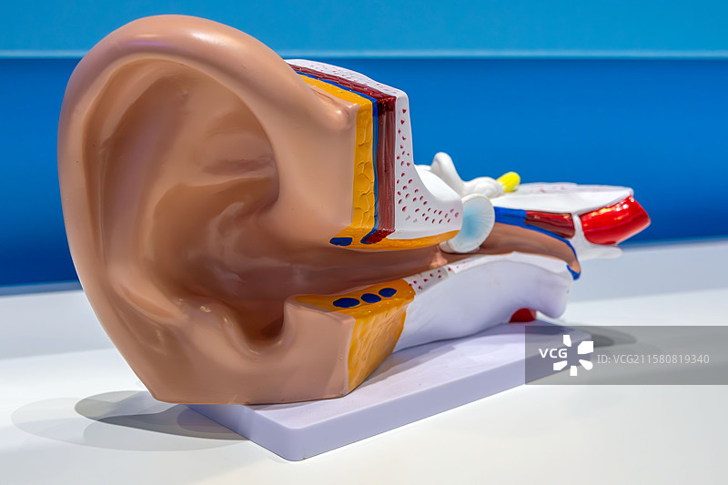 人耳结构模型图片素材