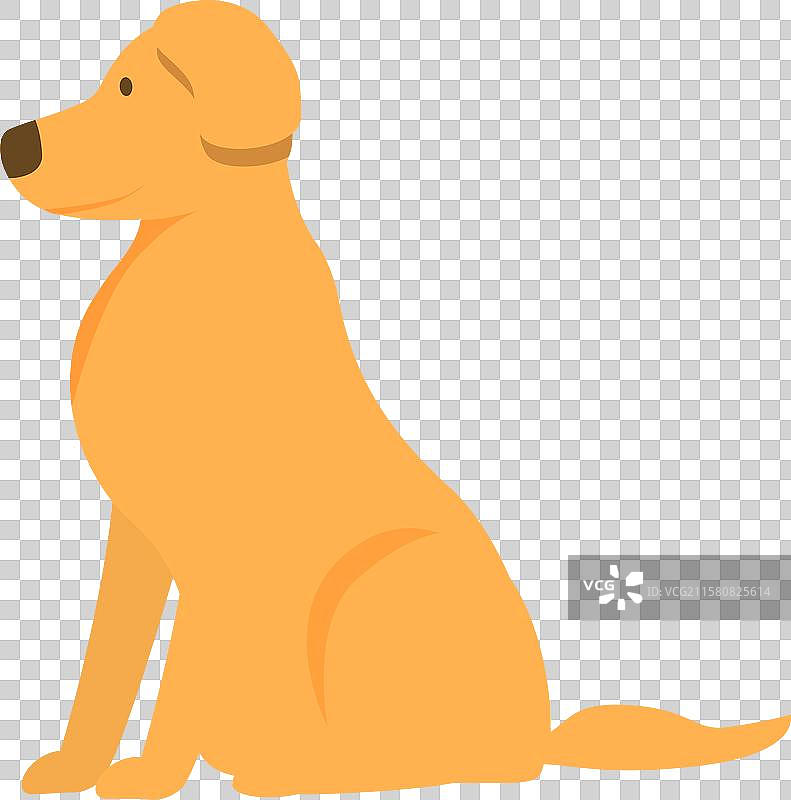 金毛寻回犬坐着摆姿势，目光投向一旁图片素材