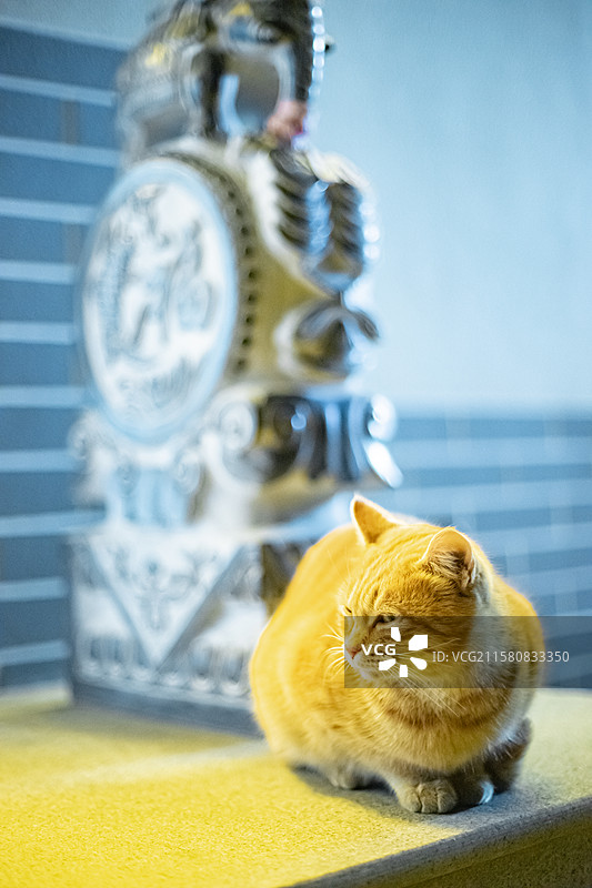 中国野生动物拍摄主题，地面上躺着一只黄色的橘猫，户外夜晚无人图像摄影图片素材