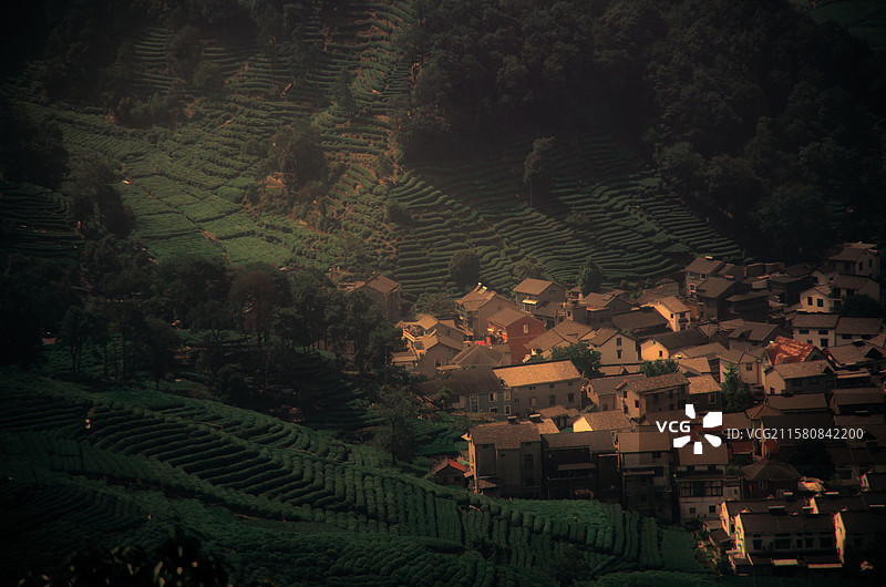 西湖龙井村的早晨图片素材
