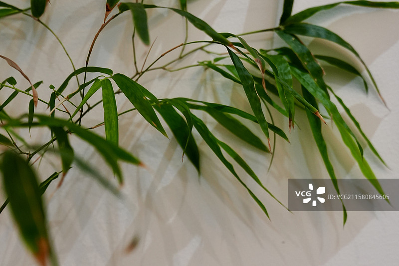 竹子 竹叶 竹 光影 墙图片素材