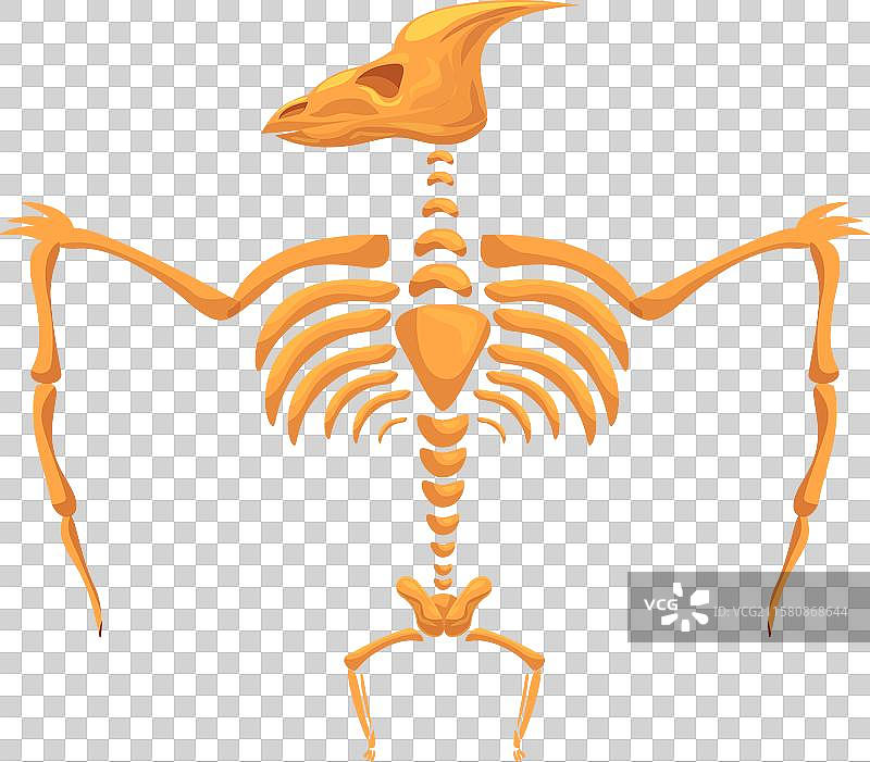 双腿站立的副栉龙骨架图片素材