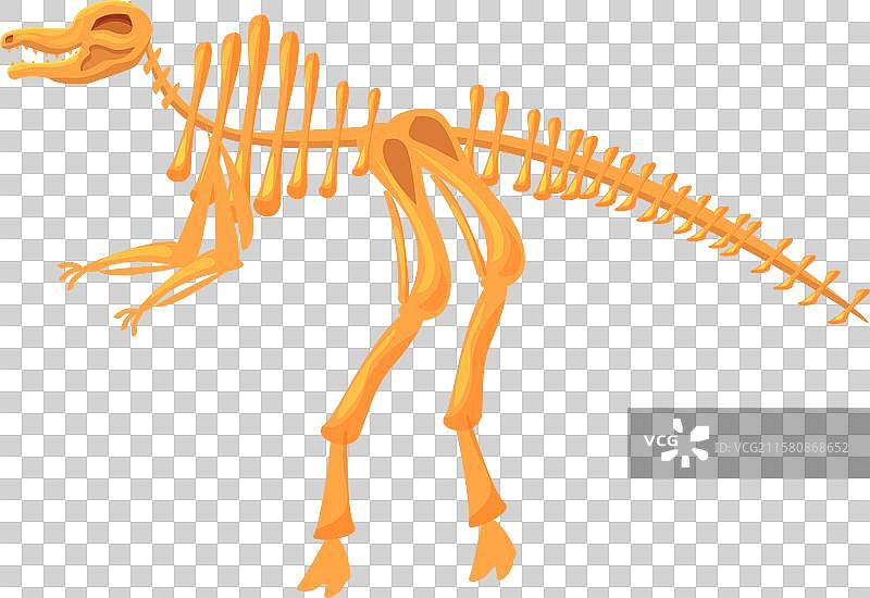 恐龙骨架站立在两条腿上展示它的图片素材