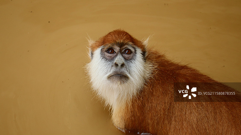 猴哥的回眸图片素材