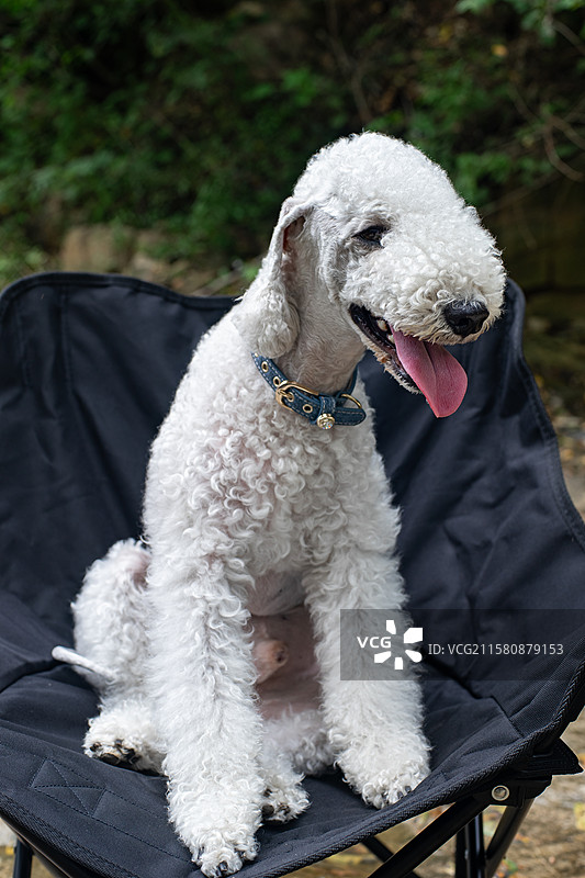 中国家庭宠物拍摄主题，一只白色的可爱的贝灵顿梗犬趴在椅子上，户外白昼无人图像摄影图片素材