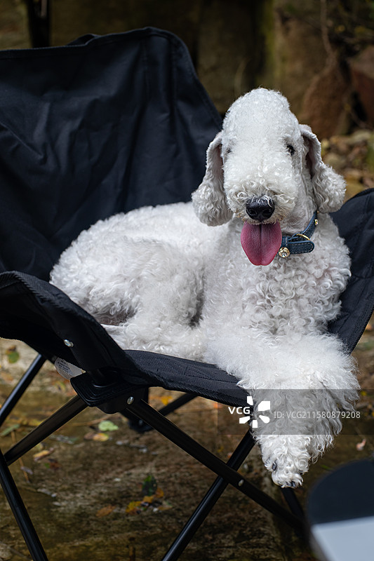 中国家庭宠物拍摄主题，一只白色的可爱的贝灵顿梗犬趴在椅子上，户外白昼无人图像摄影图片素材