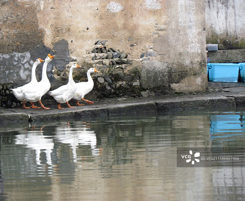 宏村的鸭子和鹅们图片素材