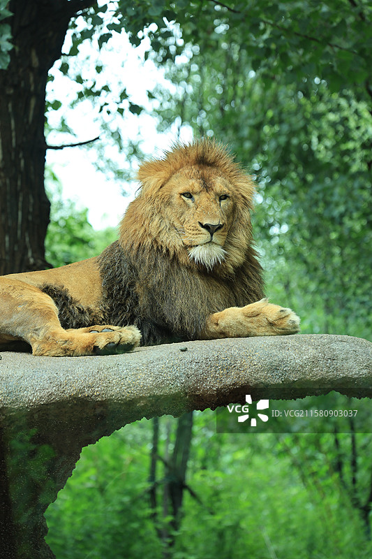 狮子王动物世界图片素材
