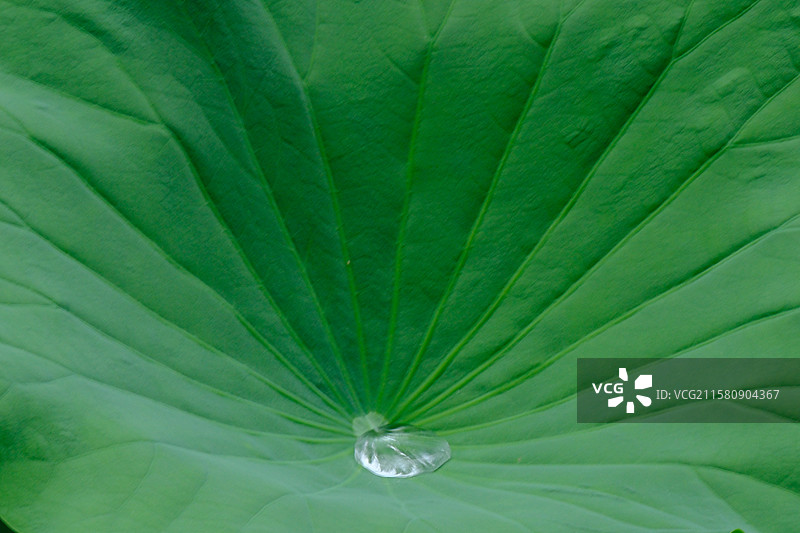 夏天下雨的荷塘。池塘荷花荷叶雨水。高清风景背景图素材图片素材