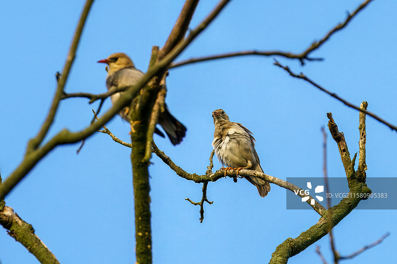 成都市天府新区鹿溪河公园在树枝上休息的丝光椋鸟图片素材