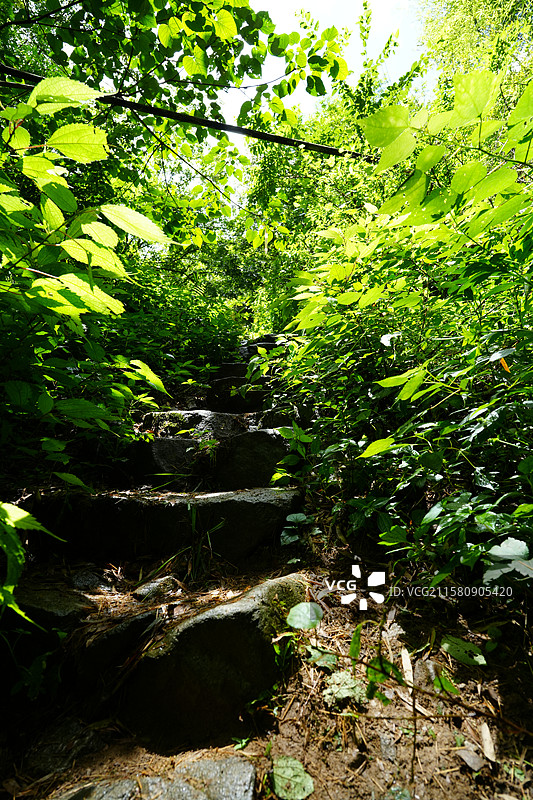 余姚上王岗村 户外 徒步 深山 古道 竹林 石阶 小路图片素材