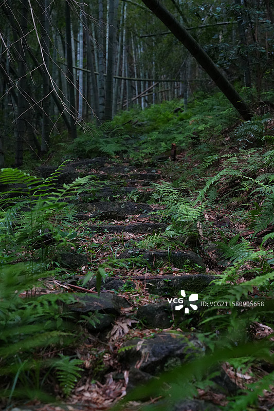 余姚上王岗村 户外 徒步 深山 古道 竹林 石阶 小路图片素材