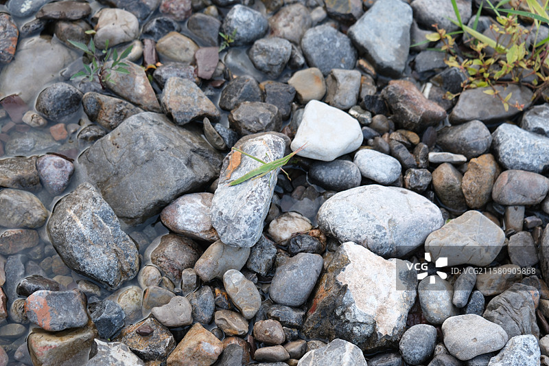 夏天山间溪水里的小蚂蚱。河水石头昆虫。高清风景背景图图片素材